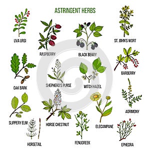 Astringent herbs. Hand drawn set of medicinal plants photo