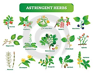 Astringent herbs vector illustration collection. Natural homeopathy wild plants botanic set. photo