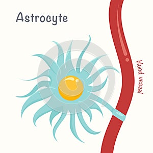 Astrocyte or astroglia glial cell neurology vector illustration graphic