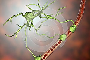 Astrocyte and blood vessel