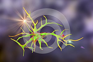 Astrocyte, a brain glial cell
