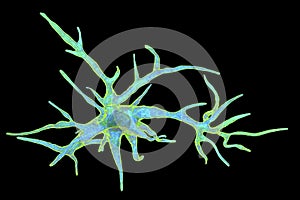 Astrocyte, a brain glial cell photo