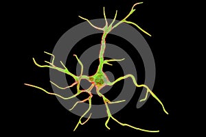 Astrocyte, a brain glial cell photo
