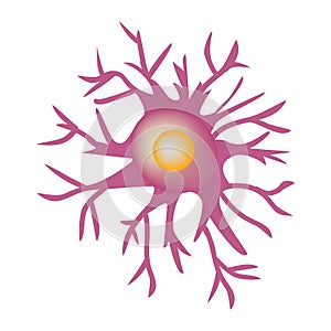 Astrocyte structure. Nerve cell. Infographics. Vector illustration on background. photo