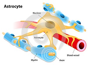 Astrocyte photo