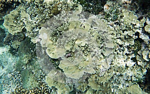 Astrolabe Reef Corals