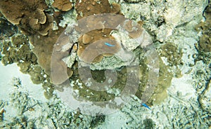 Astrolabe Reef Detail: Dravuni Island