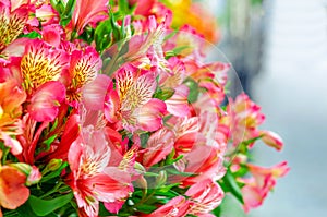 Astromeria. Bright bouquet of colored flowers. Blurred background photo