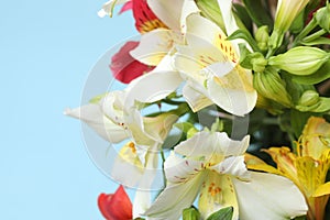 astromeria close-up on blue