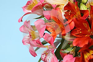 astromeria close-up on blue