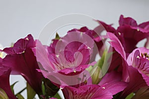 astromeria close-up on a gray