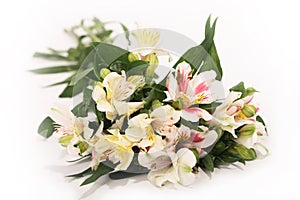 Astromeria on white (flowers)