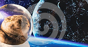 An astronaut cat in outer space against