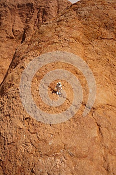 Astronaut exploring mars, concept