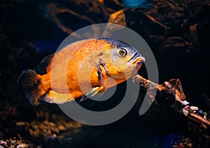 Astronotus aquarium fish exotiÑ fish