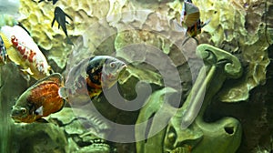 Astronotus ocellatus