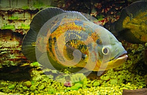 Astronotus ocellatus. Oscar fish Astronotus ocellatus swimming underwater