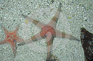 Astropecten Aranciacus Starfish