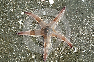 Astropecten sea star