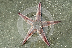 Astropecten sea star
