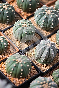 Astrophytum asterias cactus in pot