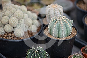 Astrophytum asterias cactus in pot