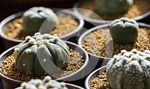 Astrophytum asterias cactus in pot