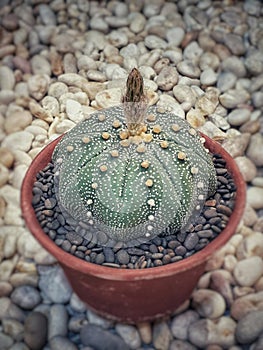 Astrophytum asterias in a clay pot.