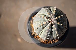 Astrophytum asterias `KABUTO` cactus in flower pot