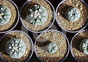 Astrophytum asterias and lophophora cactus