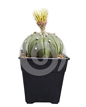 Astrophytum asterias nudum with flower, Star cactus in pot isolated on white background with clipping path