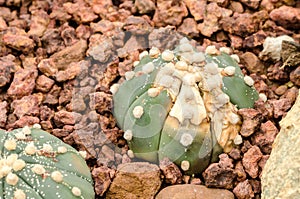 Astrophytum asterias rusts photo