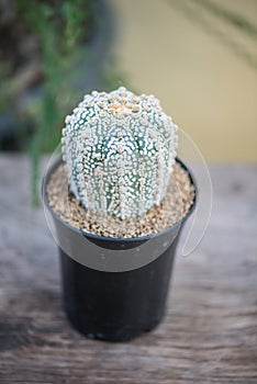 Astrophytum asterias,sand dollar, sea urchin or star cactus