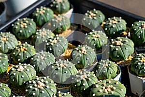 Astrophytum asterias is a species of cactus plant