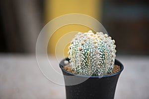 Astrophytum asterias `SUPER KABUTO` cactus in flower pot