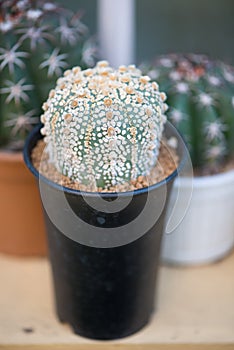 Astrophytum asterias `SUPER KABUTO` cactus in flower pot