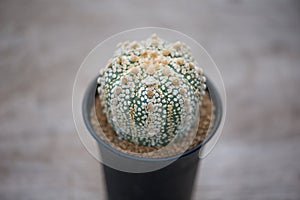 Astrophytum asterias `SUPER KABUTO` cactus in flower pot