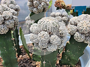 Astrophytum Asterias Super Kabuto is a cactus plant.