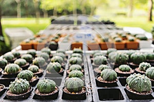 Astrophytum Cacti