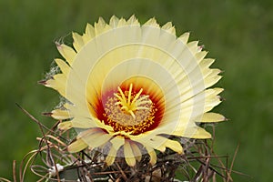 Astrophytum capricorne.