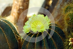 Astrophytum myriostigma