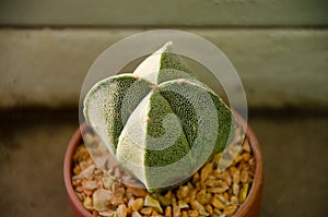 Astrophytum myriostigma