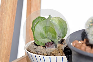 Astrophytum myriostigma, astrophytum myriostigma nudum or astrophytum myriostigma var nudum or cactus or succulent