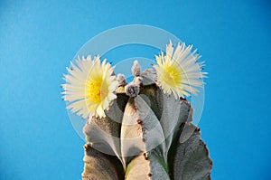 astrophytum myriostigma, cactus blooming yellow flowers, closeup, blooming cacti
