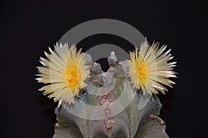 astrophytum myriostigma, cactus blooming yellow flowers, closeup, a blooming cactus in a pot