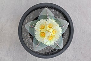 Astrophytum myriostigma Cactus with five yellow flowers.