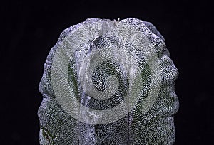 Astrophytum myriostigma - cactus without thorns in a botanical collection