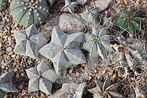 Astrophytum myriostigma cactus top view