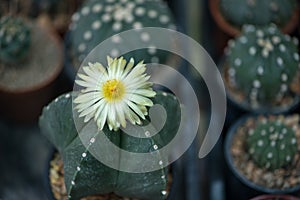 Astrophytum myriostigma flower in garden