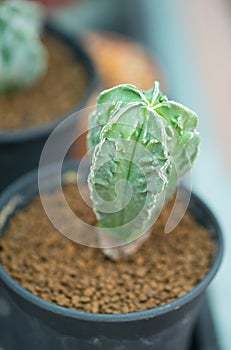 Astrophytum myriostigma in flower pot